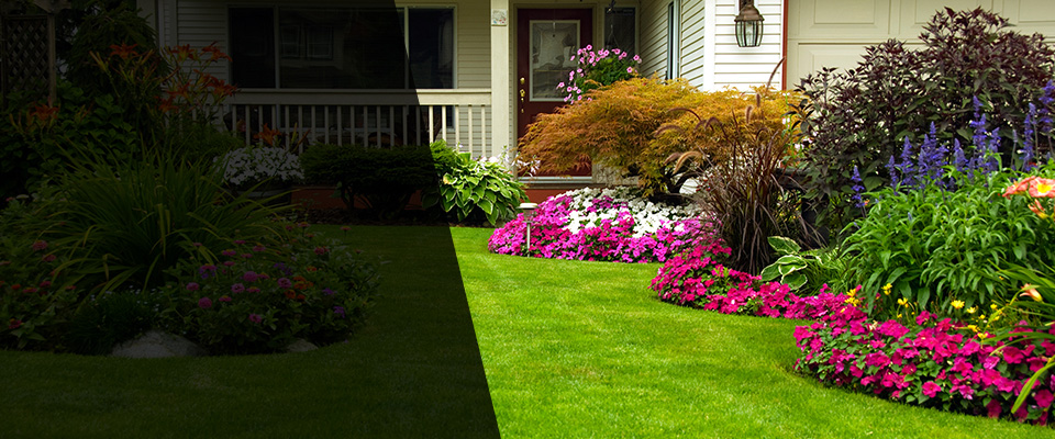 Cosmos Landscapers